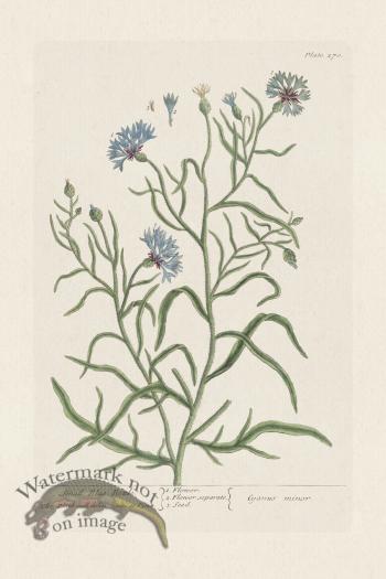 BEE 270 Small Blue -Bottle